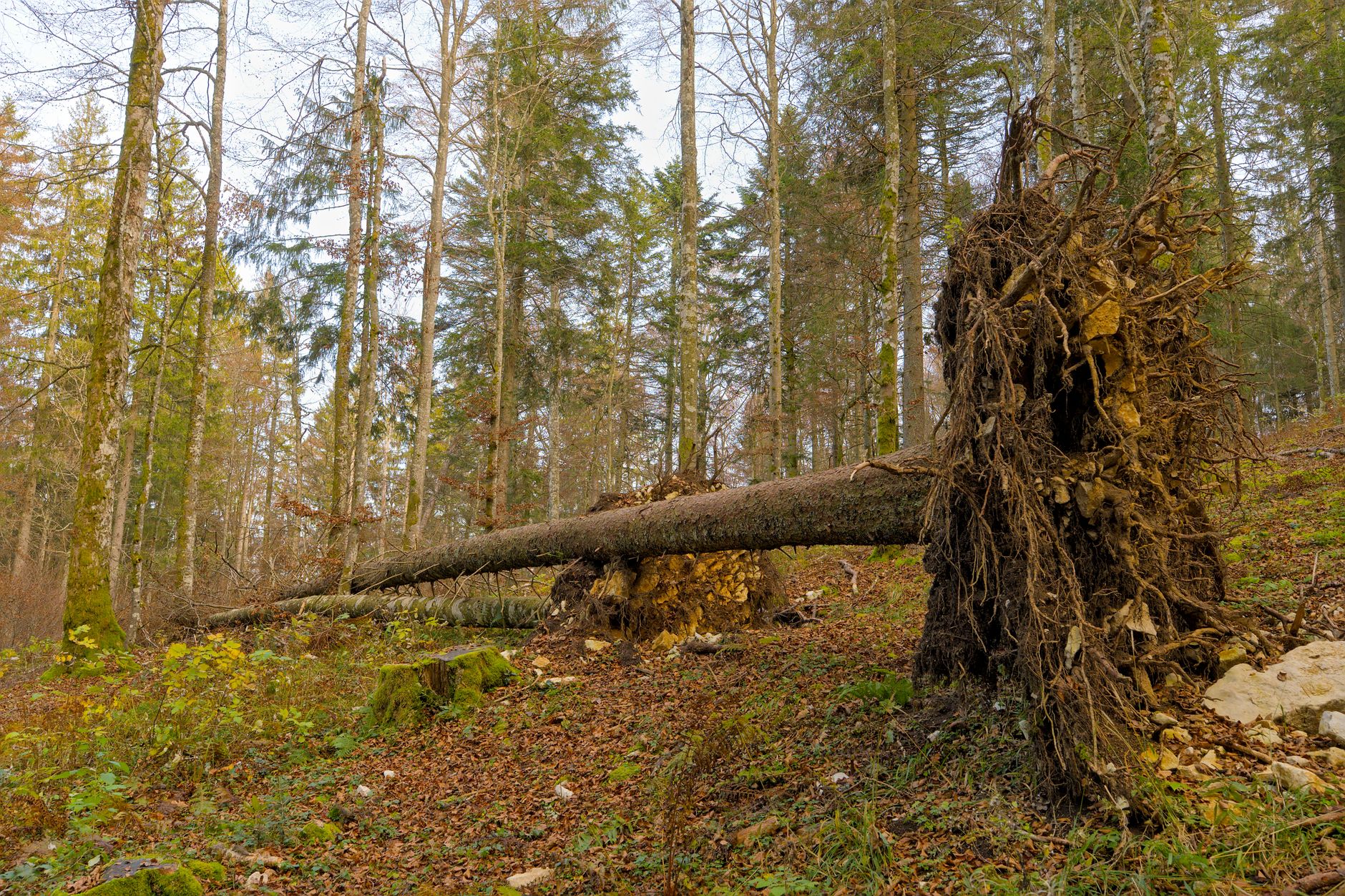 Enlèvement arbre urgence à Mamoudzou